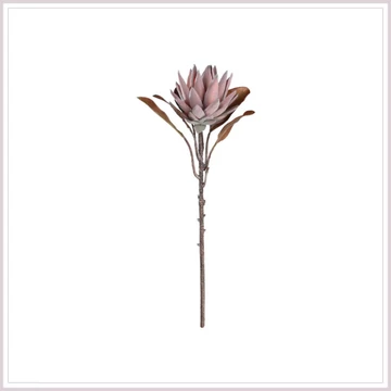 KIRÁLY PROTEA mályva
