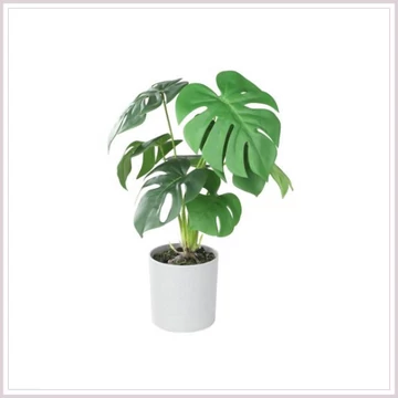 PHILODENDRON cserépben