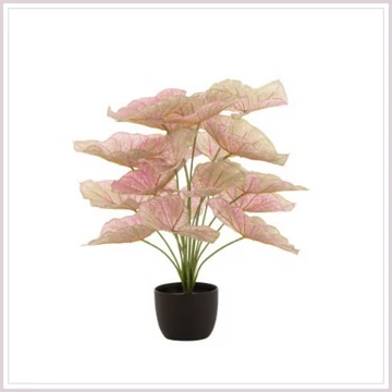 CALADIUM cserepesvirág 