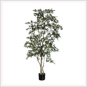 FICUS fa műnövény
