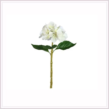 HORTENZIA cream