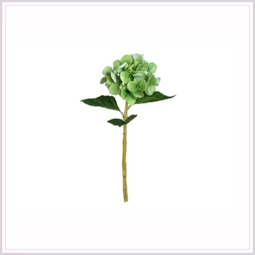 HORTENZIA green