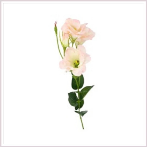 LISIANTHUS rózsaszín