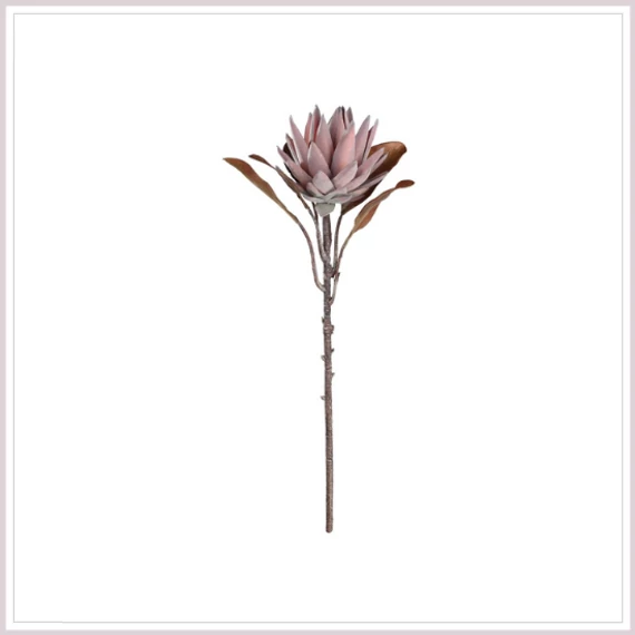 KIRÁLY PROTEA mályva