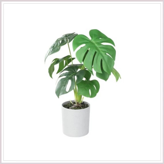 PHILODENDRON cserépben