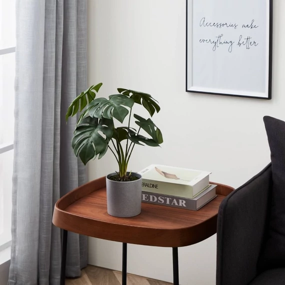 PHILODENDRON cserépben