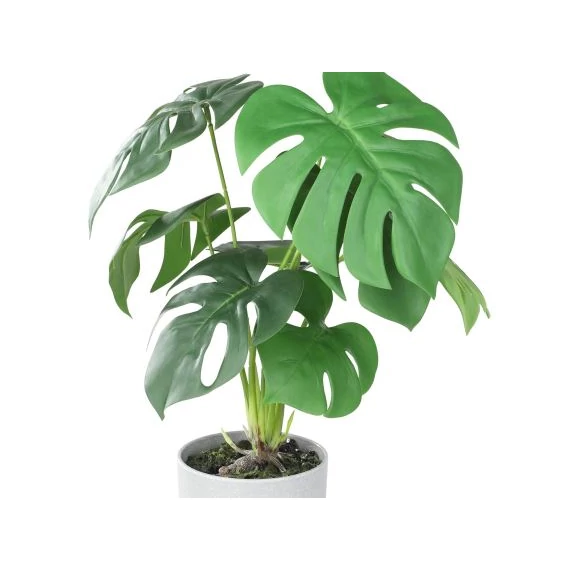 PHILODENDRON cserépben
