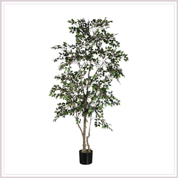 FICUS fa műnövény