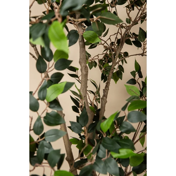 FICUS fa műnövény