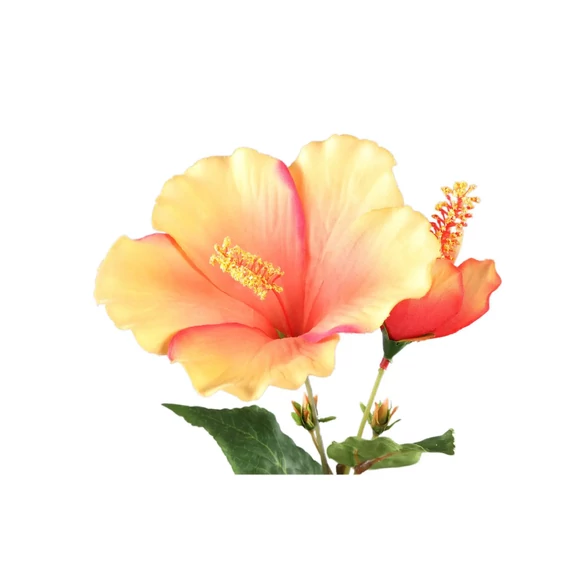 HIBISCUS narancs
