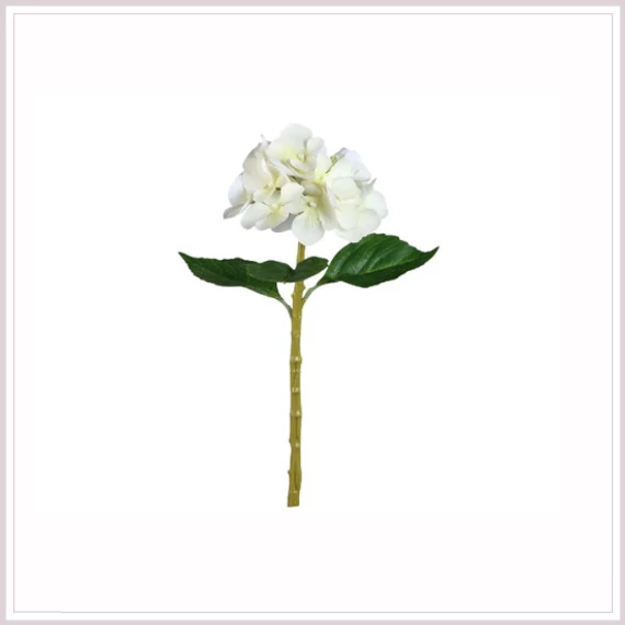 HORTENZIA cream