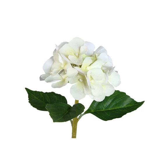 HORTENZIA cream
