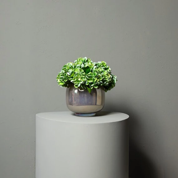 HORTENZIA green