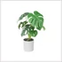 Kép 1/3 - PHILODENDRON cserépben