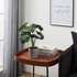 Kép 3/3 - PHILODENDRON cserépben