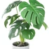 Kép 2/3 - PHILODENDRON cserépben