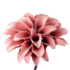 Kép 2/3 - Dalia rosa művirág