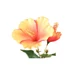 Kép 2/2 - HIBISCUS narancs